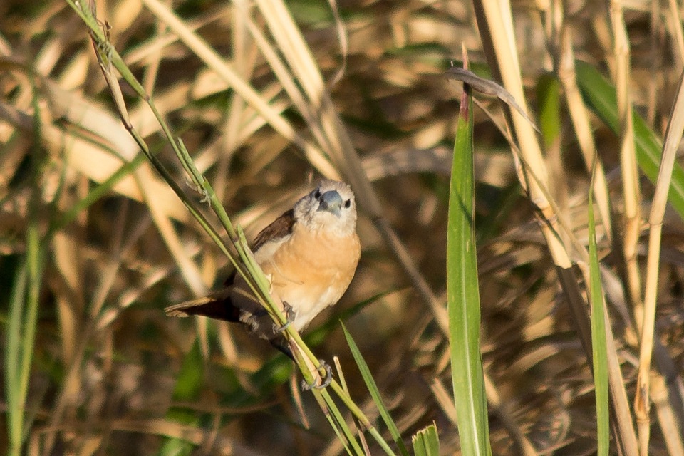 Yellow-rumped Mannikin (Lonchura flaviprymna)